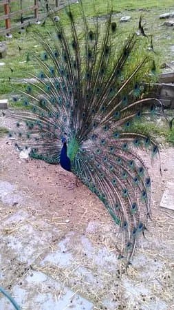 Ecoparco di Vezzano