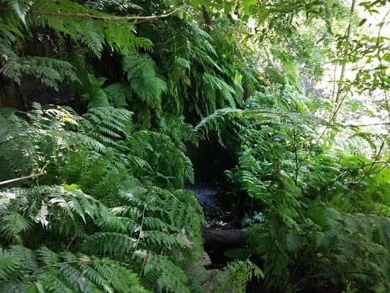 Bosque de Los Tilos