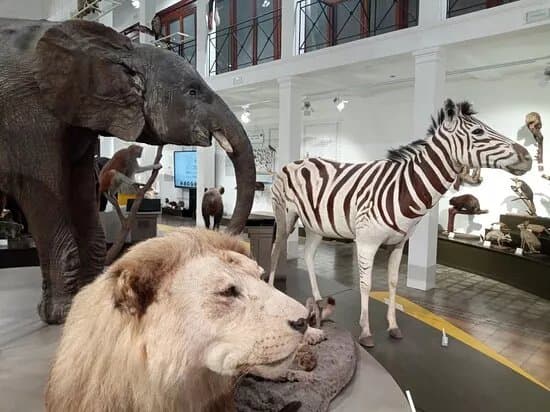 Museo Di Zoologia