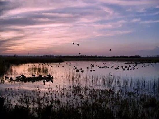 Strumpshaw Fen
