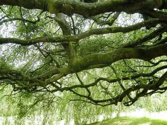 Jardin Public de Bayeux