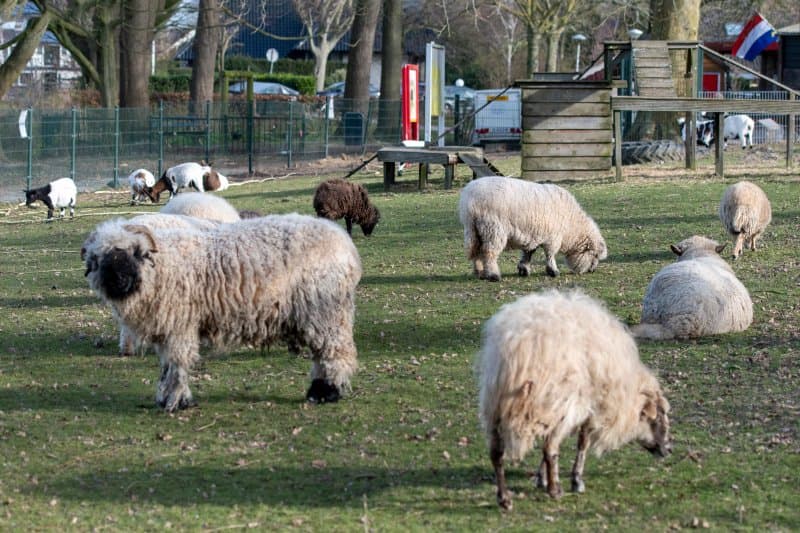 Dierenweide Vleuten