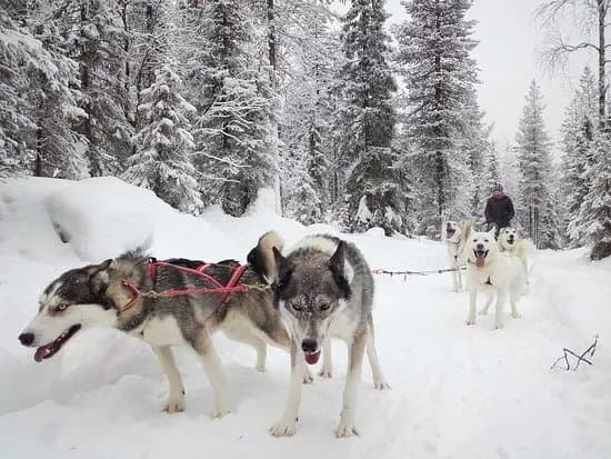 Soulmate Huskies