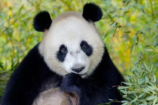 Ouwehands Zoo Rhenen