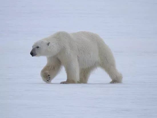 Polar Charter