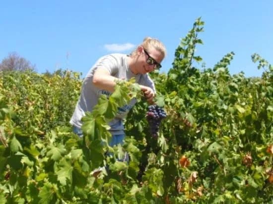 Monagri Grape Farm
