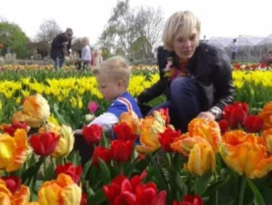 Zomerbloemen Pluktuin Anne-Marie Fontijn