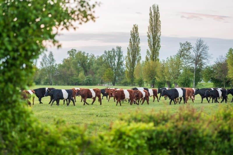 Boerderij De Houberg