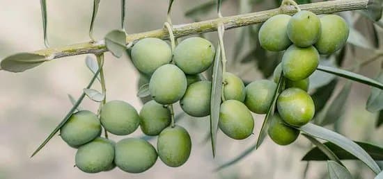 Agro-Millo