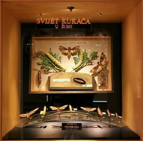The World of Insects