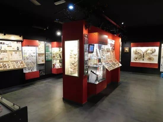 Muzeum Motyli