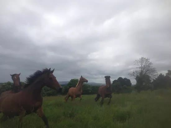 Bergin Equine