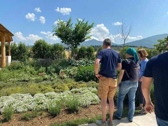Bee Garden