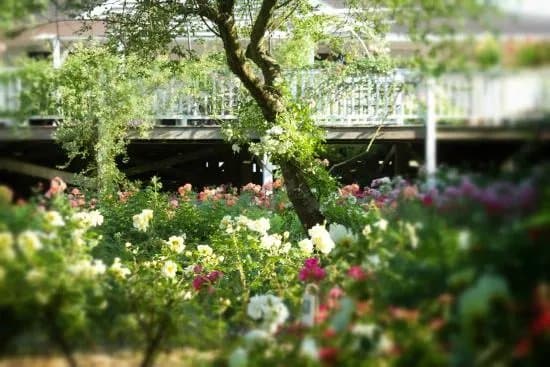 Les Chemins de la Rose