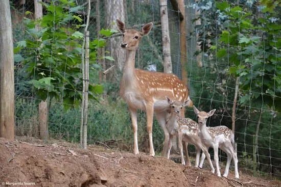 Ecological Park Serra Da Lousa