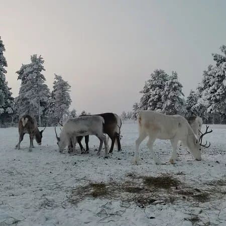 Vilu Arctic Experience