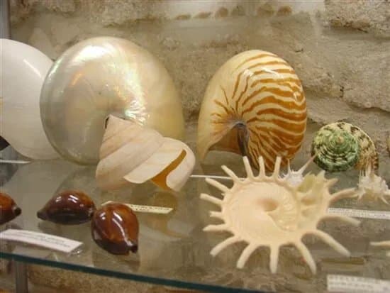 Malacological Museum