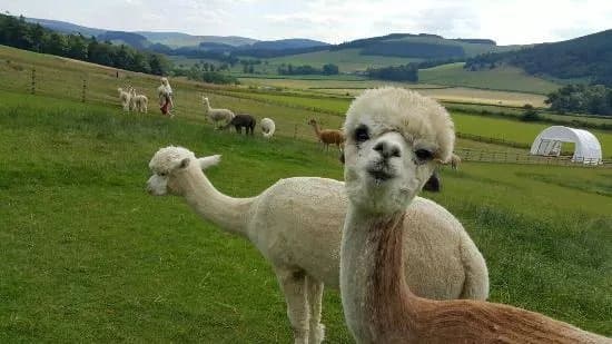Velvet Hall Alpacas
