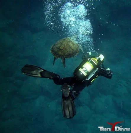 TenDive