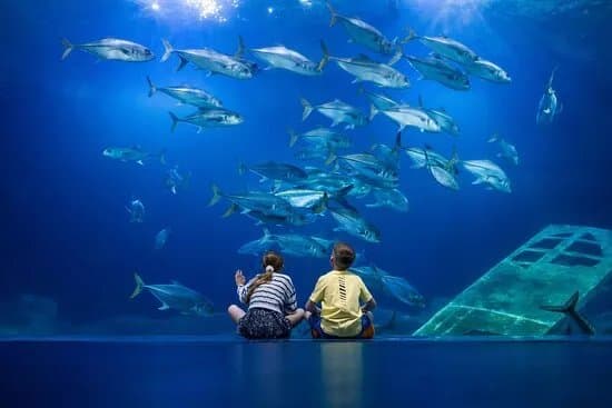 National Marine Aquarium