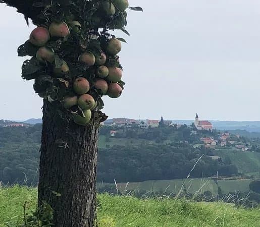 Weinweg der Sinne