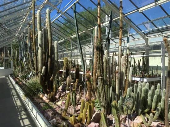 Zurich Succulent Plant Collection