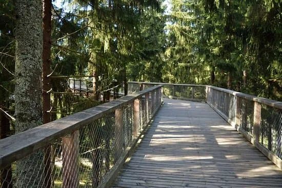 Treetop Walkway