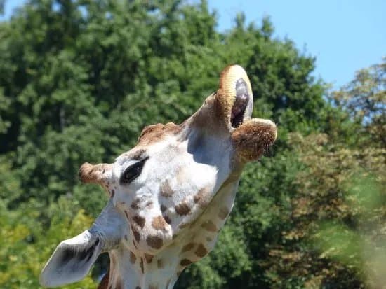 Zoo de Lyon