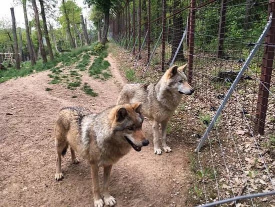 Budakeszi Wildlife Park