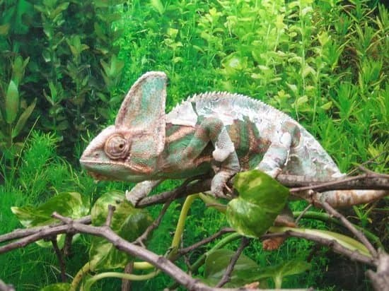 Zoo Ramnicu Valcea