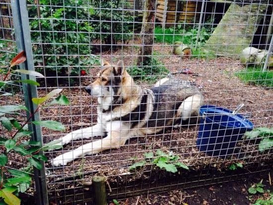 Gentleshaw Birds of Prey and Wildlife Centre