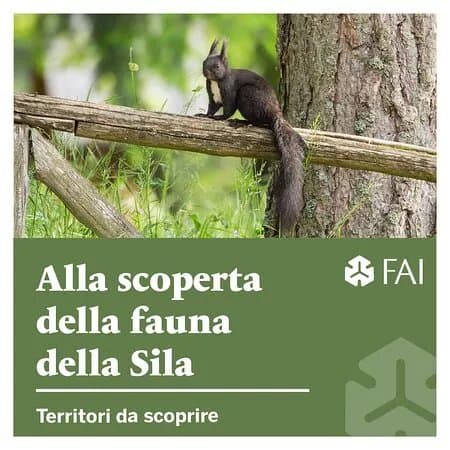 I Giganti Della Sila