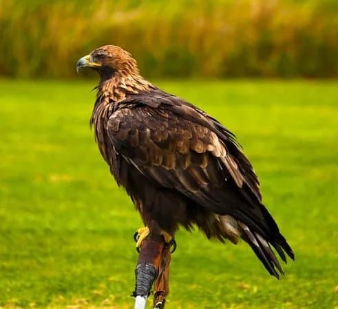 Elite Falconry