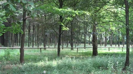 Arboreto didattico e bosco da seme