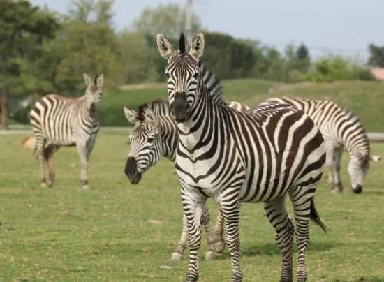 Zoo African Safari