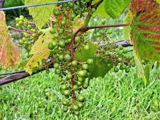 Shotley Vineyard