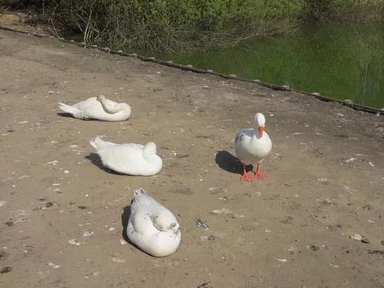 T'struisvogelnest