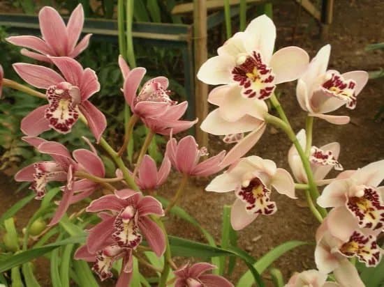 Quinta da Boa Vista Orchid Garden