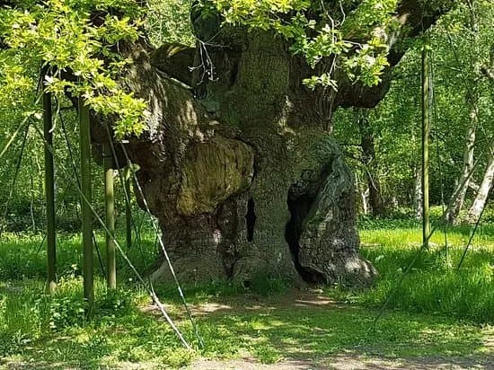 Sherwood Forest