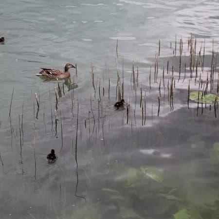 Lake Wolfgang