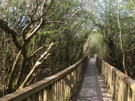 Dromore Wood Nature Reserve