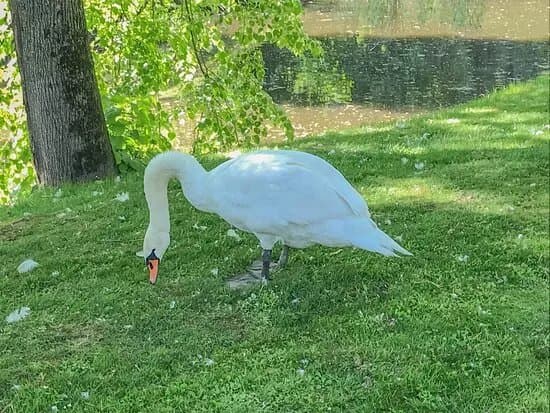 Park Zamkowy W Dubiecku