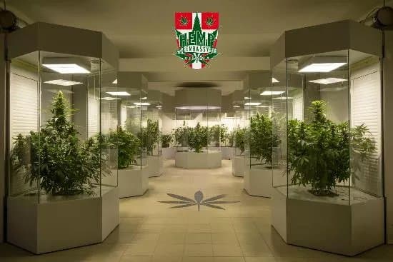 Hemp Embassy Vienna