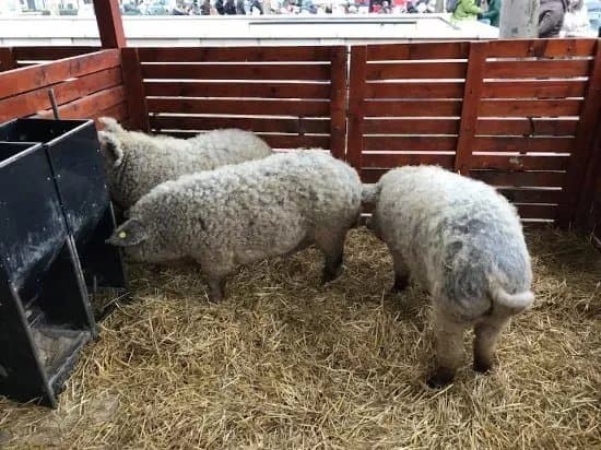 BOR es Mangalica
