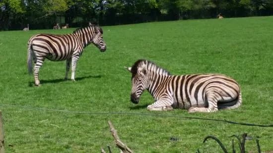 Porfell Wildlife Park & Sanctuary