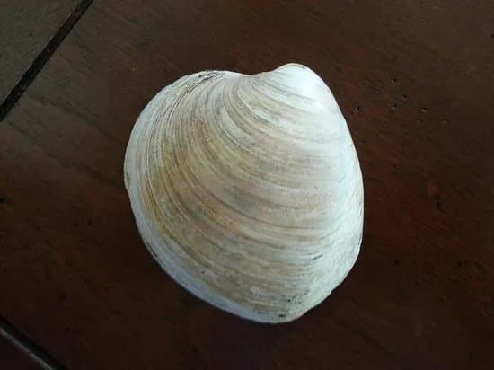 Shellmuseum