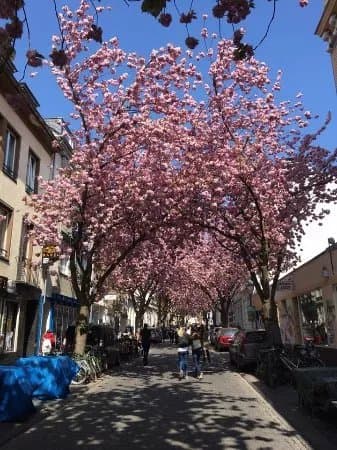 Cherry Blossom
