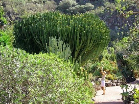 Jardin Botanico Viera y Clavijo