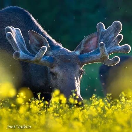 Moose Safari