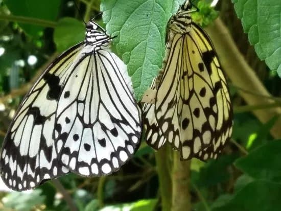 Au Paradis du Papillon